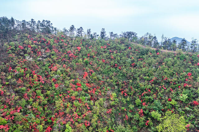 野生杜鹃花  