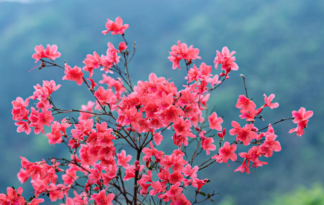 野生杜鹃花  