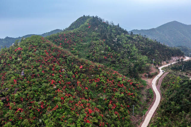 野生杜鹃花  