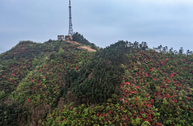 野生杜鹃花  
