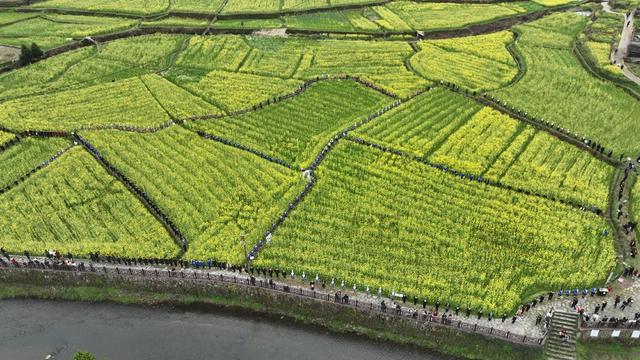 通道侗族自治县 民俗文化 油菜花节