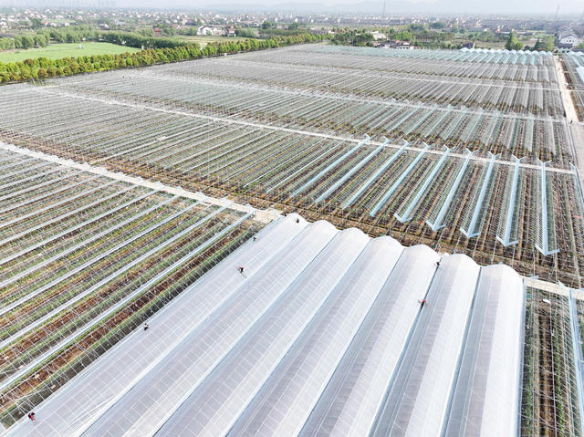 智慧农业   葡萄园  数字化  一体化   品牌提质  农民增收