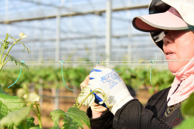 智慧农业   葡萄园  数字化  一体化   品牌提质  农民增收