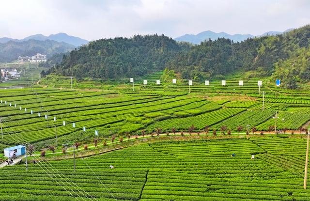 湖南  常宁  塔山  采摘新茶