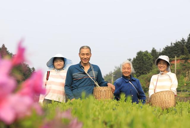 湖南  常宁  塔山  采摘新茶