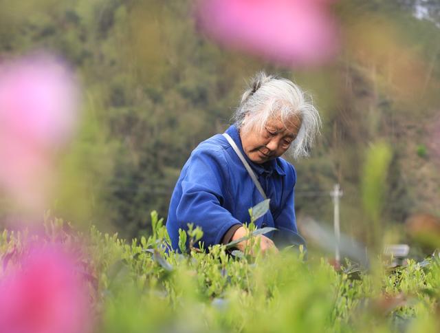 湖南  常宁  塔山  采摘新茶