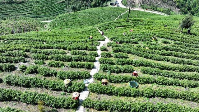 春茶 采茶 高山茶园 渠江源