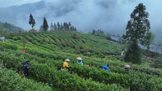 春茶 采茶 高山茶园 渠江源