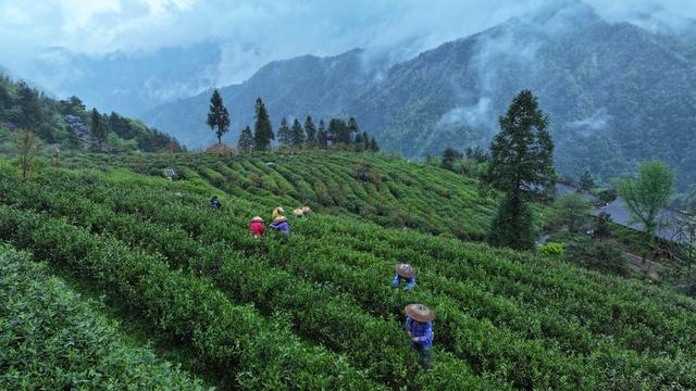 春茶 采茶 高山茶园 渠江源
