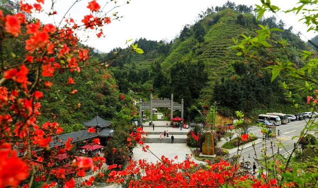 杜鹃花、旅游、国家森林公园