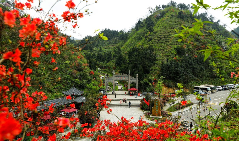 杜鹃花、旅游、国家森林公园