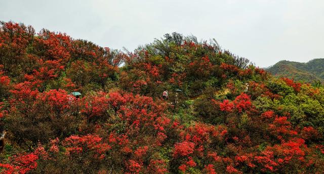 杜鹃花、旅游、国家森林公园