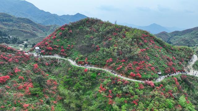 杜鹃花、旅游、国家森林公园