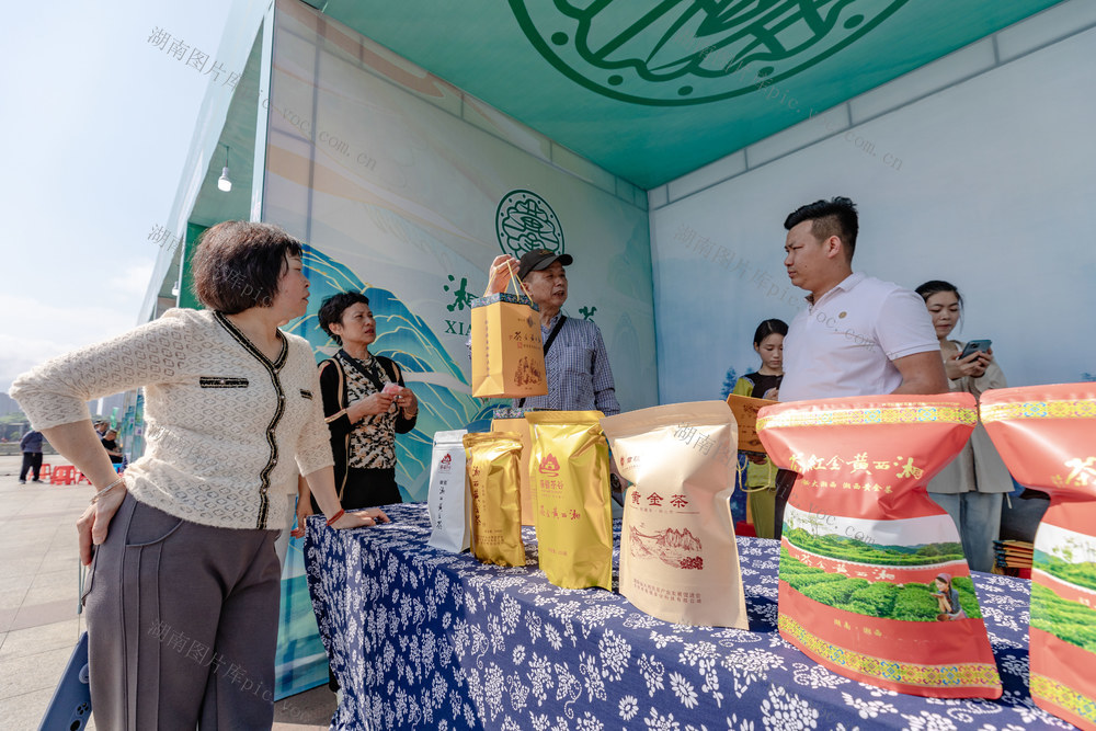 湘西黄金茶 吉首  品茶