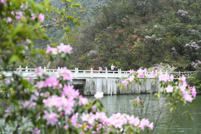 踏青  赏花  休闲 春色  春景  春花