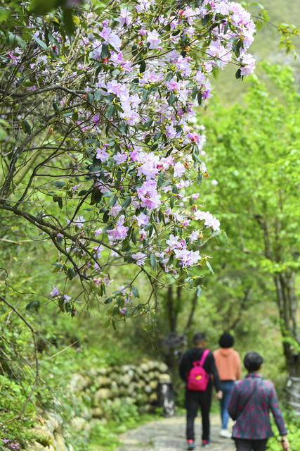 踏青  赏花  休闲 春色  春景  春花