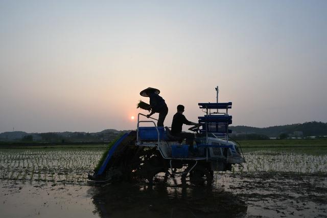 春插  插秧  粮食生产  丰收  早稻