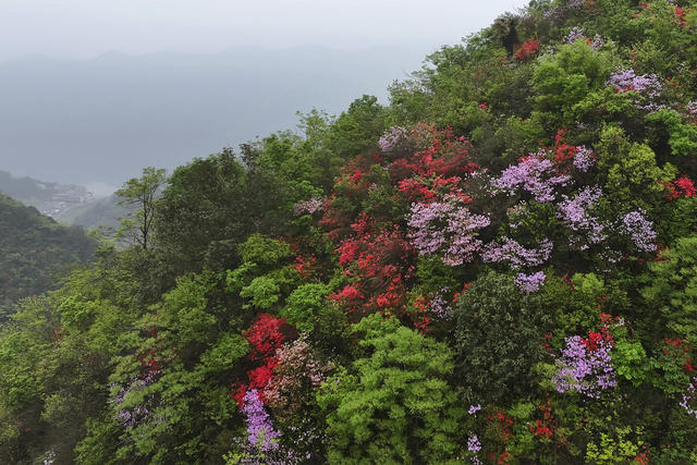 春天 映山红 杜鹃花 自驾 旅游 克上冲 景区 水利风景区