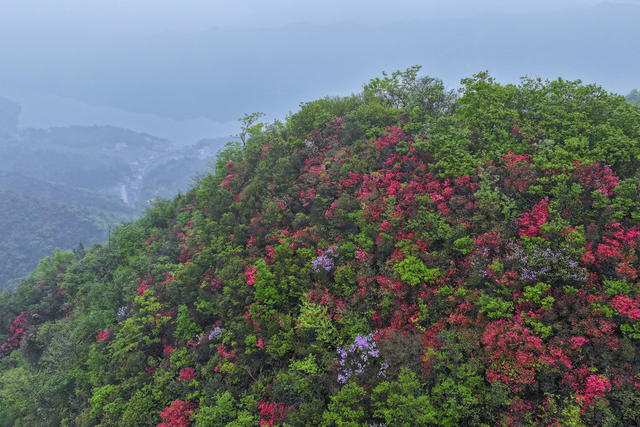 春天 映山红 杜鹃花 自驾 旅游 克上冲 景区 水利风景区