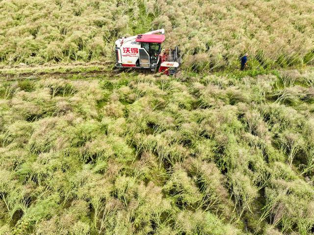 油菜
春耕
春收
道县