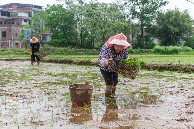 粮食生产  抢插早稻