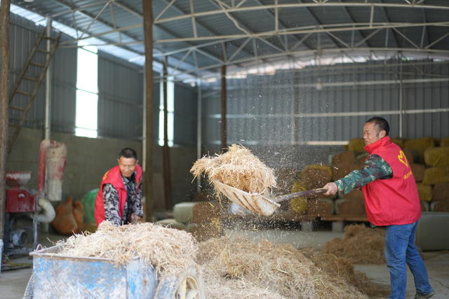 黄牛 养殖 党支部 合作社 村集体