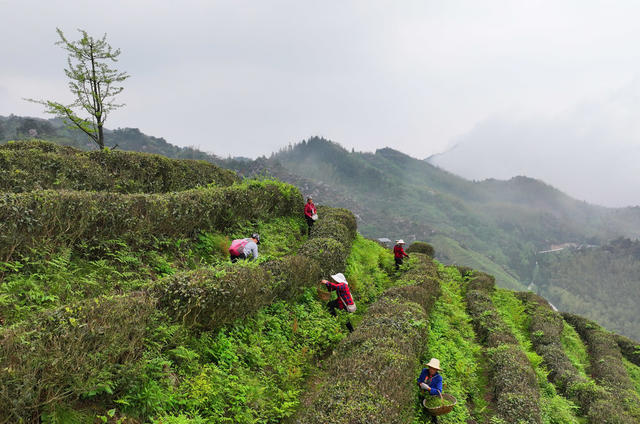 南岳 高山 云雾 春茶 采摘