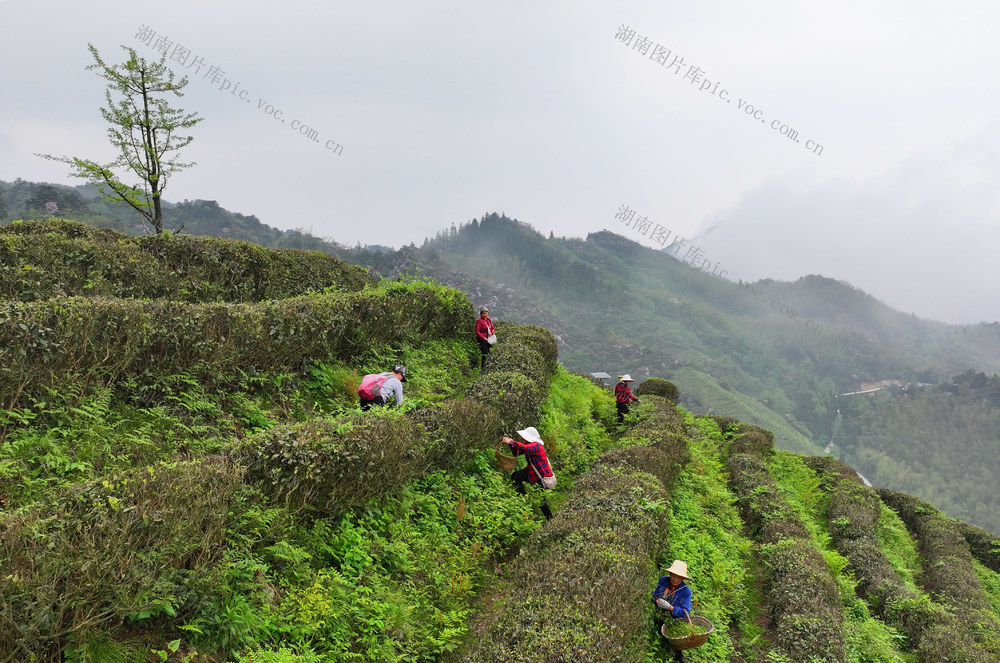 南岳 高山 云雾 春茶 采摘