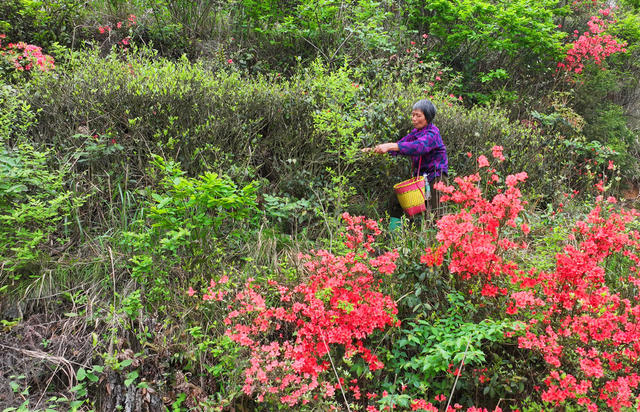 南岳 高山 云雾 春茶 采摘
