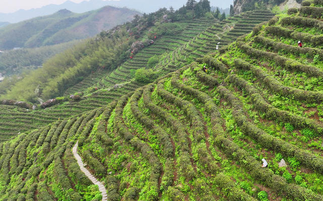 南岳 高山 云雾 春茶 采摘