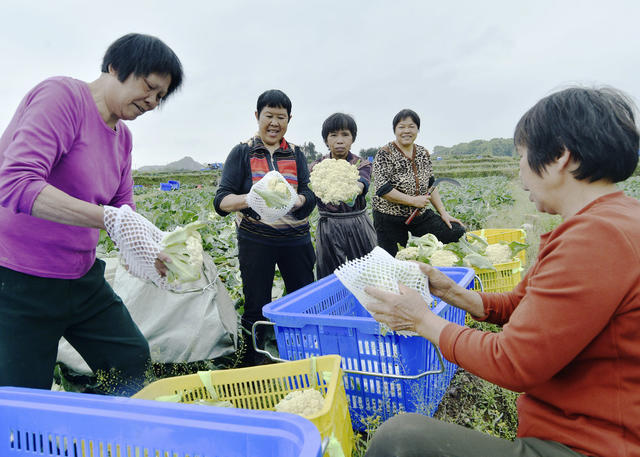 嘉禾：蔬菜采收外销忙