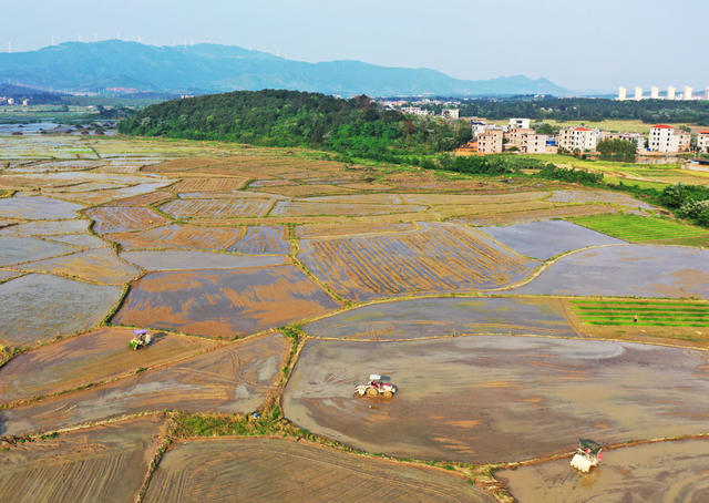 蓝山：早稻插秧忙