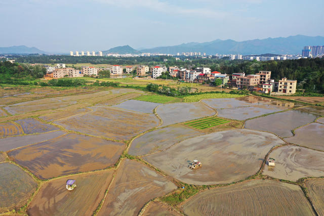 蓝山：早稻插秧忙