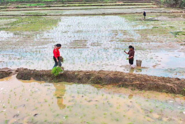 谷雨 早稻 插秧 