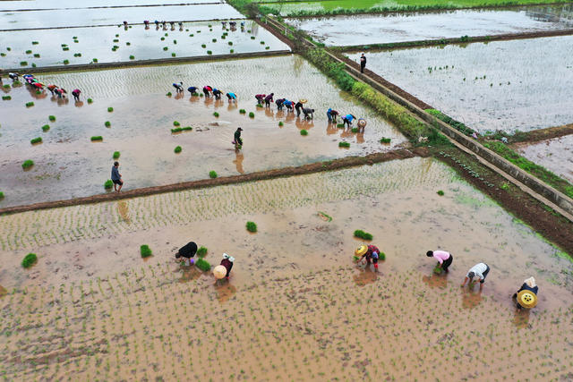 早稻  早稻插秧  春耕生产  春耕时节  暮春时节  春耕画卷  春耕景象  