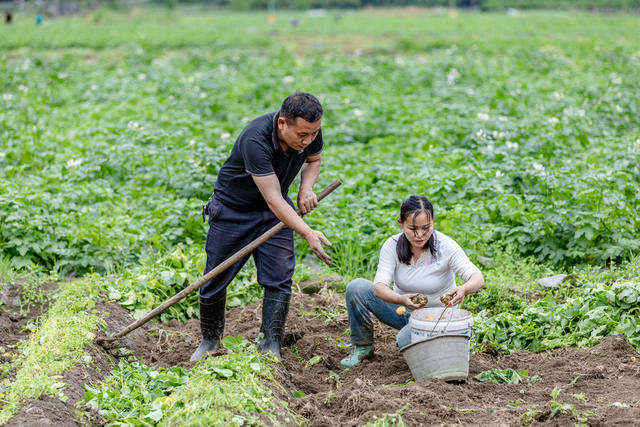 吉首 马铃薯 丰收 生姜 白云贡米