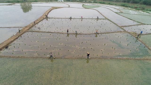 谷雨 农事