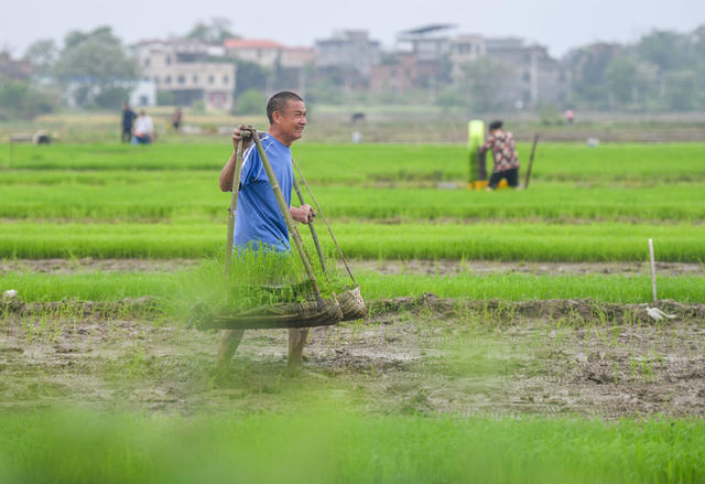 春耕
谷雨
农事
早稻
道县