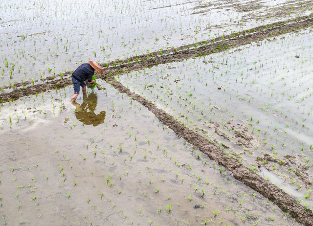 春耕
谷雨
农事
早稻
道县