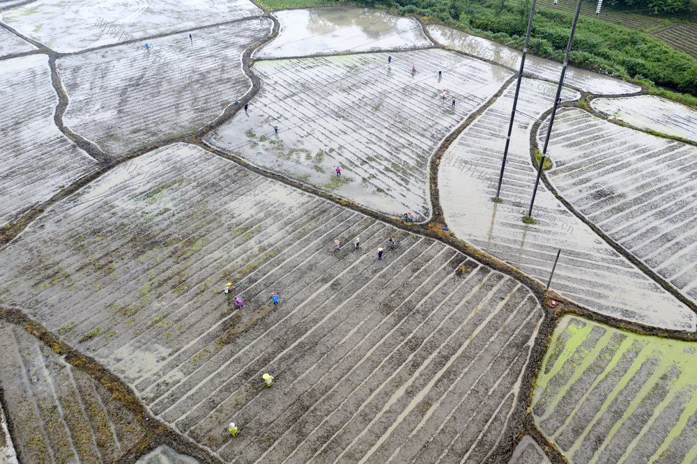 谷雨时节 春耕生产 农事忙 早稻插秧 农业产业 乡村振兴