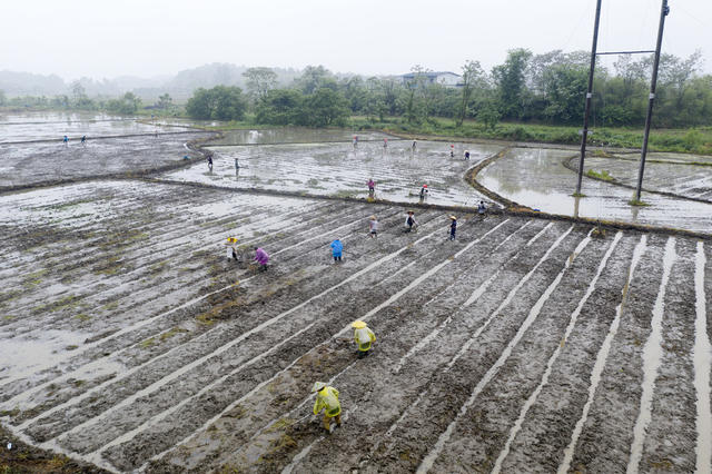 谷雨时节 春耕生产 农事忙 早稻插秧 农业产业 乡村振兴