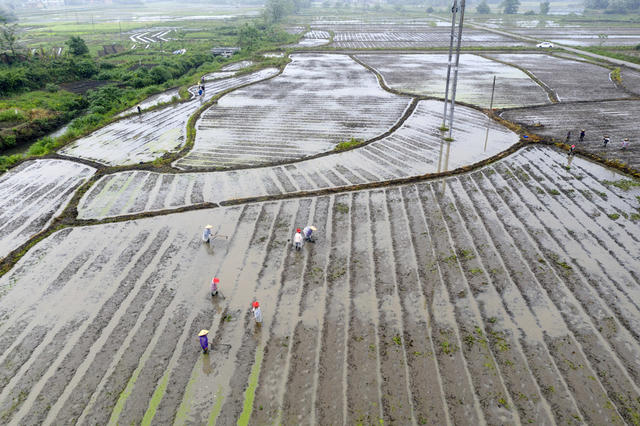 谷雨时节 春耕生产 农事忙 早稻插秧 农业产业 乡村振兴