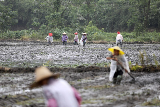 谷雨时节 春耕生产 农事忙 早稻插秧 农业产业 乡村振兴