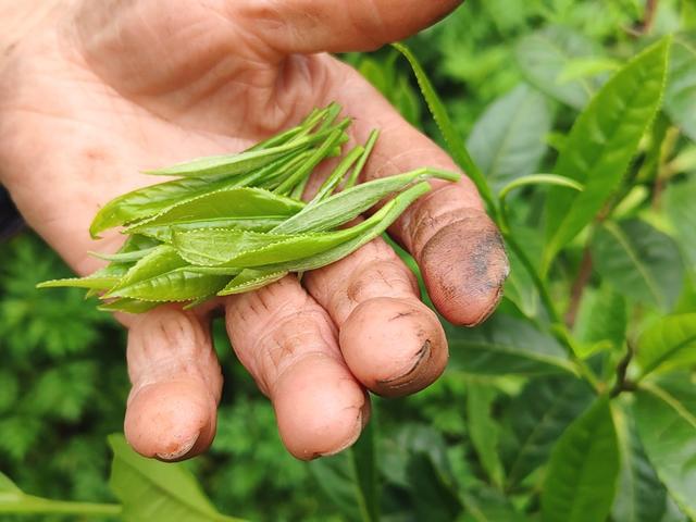 乡村振兴 村集体经济 产业 茶叶 黄金茶 雪茶 合作社 公司 农户