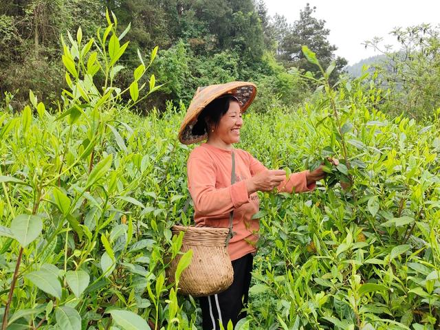 乡村振兴 村集体经济 产业 茶叶 黄金茶 雪茶 合作社 公司 农户