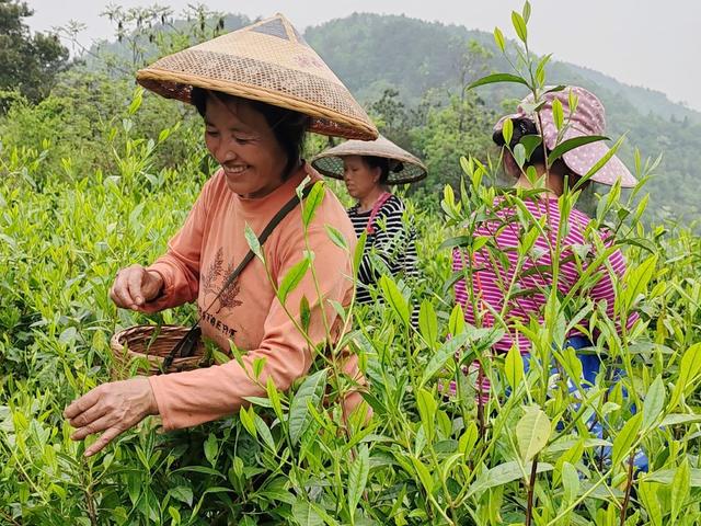 乡村振兴 村集体经济 产业 茶叶 黄金茶 雪茶 合作社 公司 农户