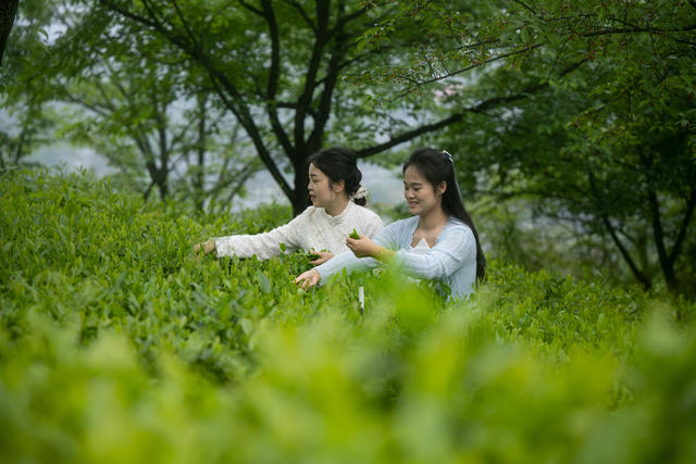 谷雨 采茶