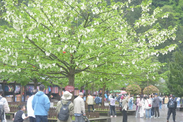 张家界 鸽子花 醉游人