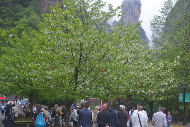 张家界 鸽子花 醉游人