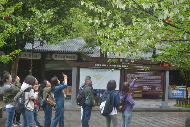 张家界 鸽子花 醉游人